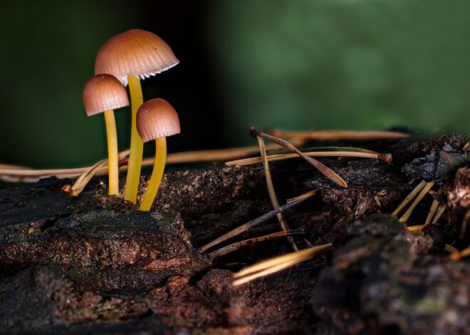 The Architecture Of Intentional Spending And Financial Agency