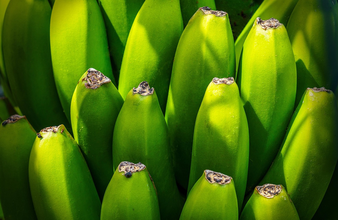 The Architecture Of Vitality: Biology-Backed Daily Optimization